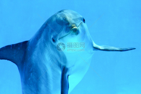 海洋生物海豚图片