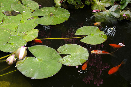 科伊或金鱼在池塘图片