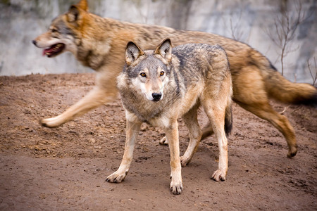 基辅市动物园里的两只活跃的狼图片