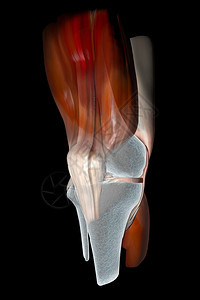膝盖颈部弯腰骨图片