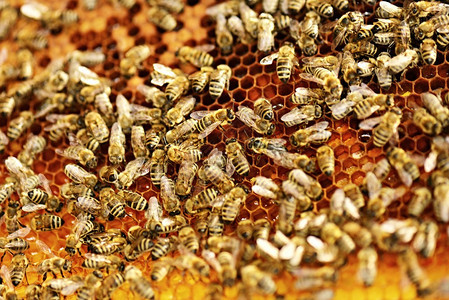 养蜂蜜中一大批蜜蜂图片