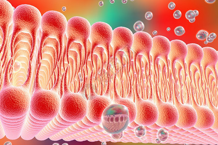 细胞膜脂质双层液体分子通过细胞膜扩散的数字图示细胞膜的微观视图生物学背图片