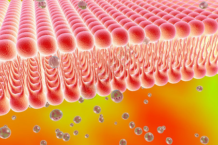 细胞膜脂质双层液体分子通过细胞膜扩散的数字图示细胞膜的微观视图生物学背图片