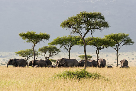 大象群穿过肯尼亚马赛拉图片