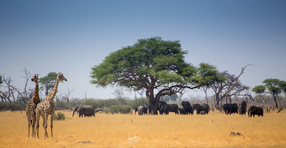 非洲热带大草原由ZebraGiraffe和大图片