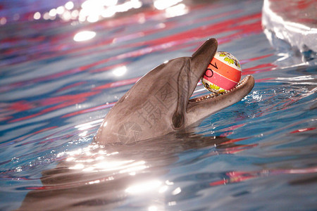 海豚紧闭海豚图片