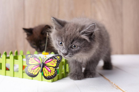 格雷库里利安波蒂小猫肖像和蝴蝶玩耍图片