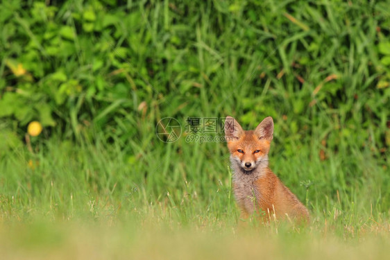 红狐幼崽坐在草丛中看着相机图片
