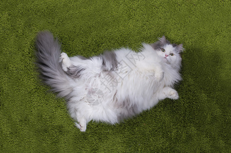 肥猫躺在nazelenoy草图片