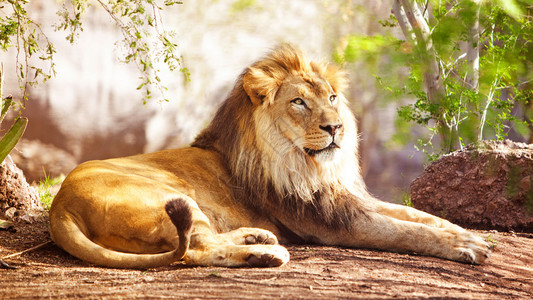 美丽的大非洲狮子带着图片