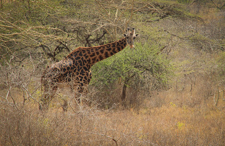 非洲长颈鹿在大草原吃草非洲野生动物图片