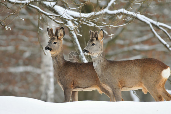 獐鹿冬天的照片图片