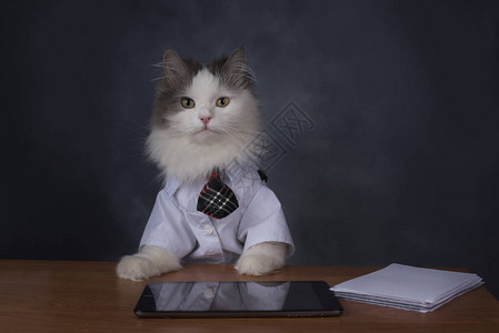 猫经理想念办公室背景图片