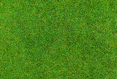 高尔夫球绿色草模式的背背景图片