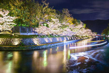 日本京都河流旁的樱花树图片