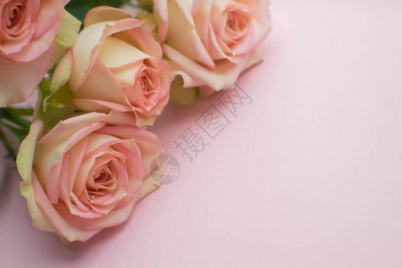 粉红色背景上的粉红玫瑰关闭图片