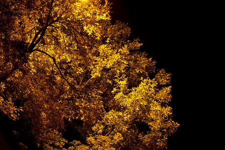 一棵树的图片在一个晴朗的自闭之夜有街道灯光突出它已图片
