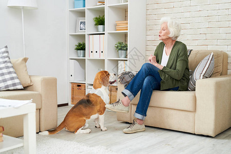 坐在现代公寓内舒适的椅子上坐着舒服的扶手椅与宠物狗交谈的优雅高级图片