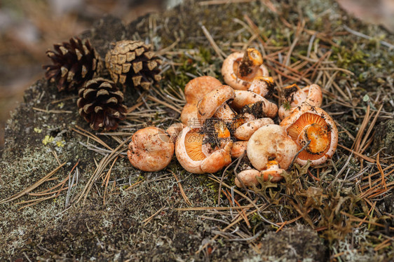 新鲜采摘的野生蘑菇Lactariusdeliciosus图片