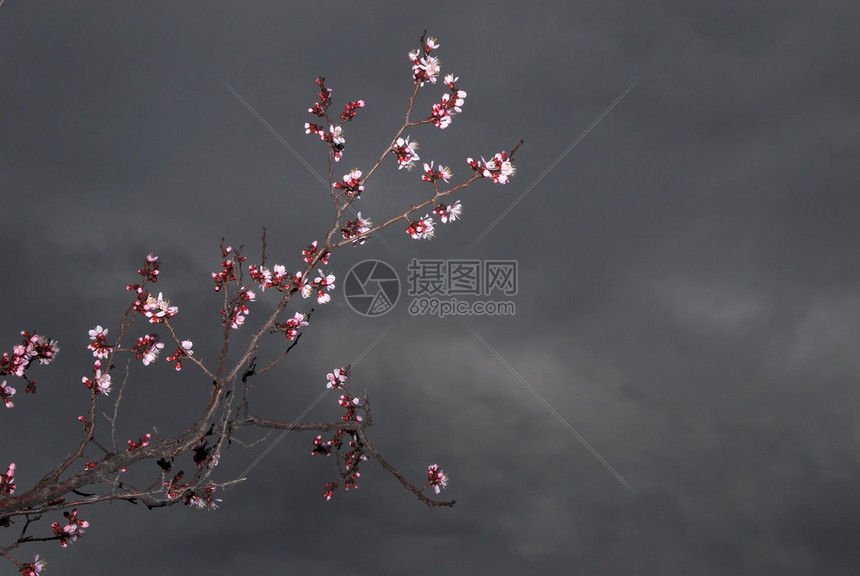 杏树上的花朵图片