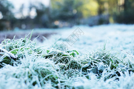 街上草地上的白霜图片