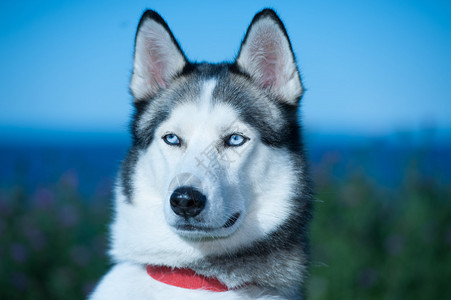 蓝眼睛的哈士奇犬特写图片