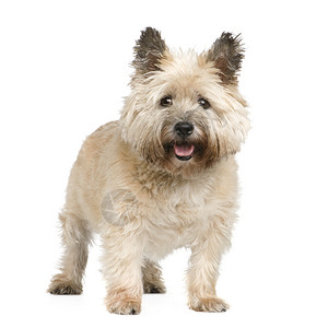 CairnTerrier12岁在图片