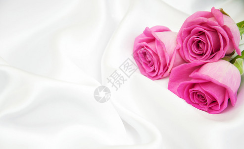 白色丝绸背景上的粉红玫瑰图片