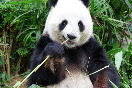 熊猫吃图片
