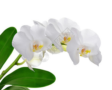白色背景上孤立的白色兰花的特写图片
