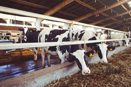 奶牛场农业农业和牲畜的概念一群奶牛在奶牛场的谷图片素材