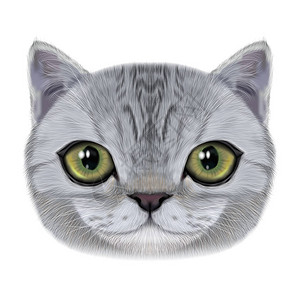 家庭猫的肖像说明白条色猫的可爱现实脸孔图片