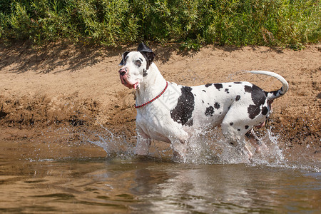 大丹犬在河里游泳图片