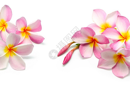 开花的粉红色鸡蛋花孤立在白色背景上背景图片