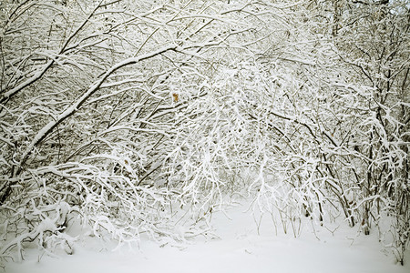 雪树和雪树中间的焦点图片