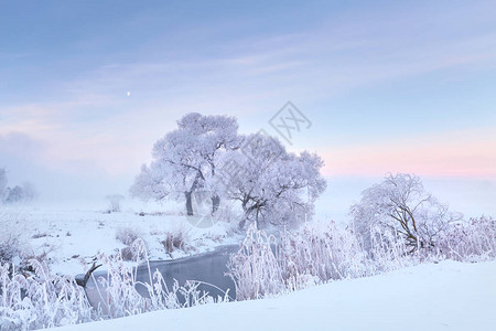 寒冷的冬天清晨Xmas冬季风景雪田里图片