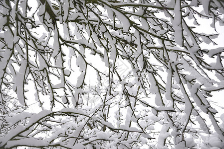 冬天积雪的树木图片
