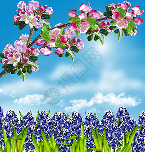 蓝天白云背景前的粉色樱花与紫色小花图片