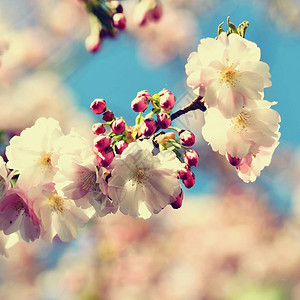 灿烂阳光下的樱花花枝图片