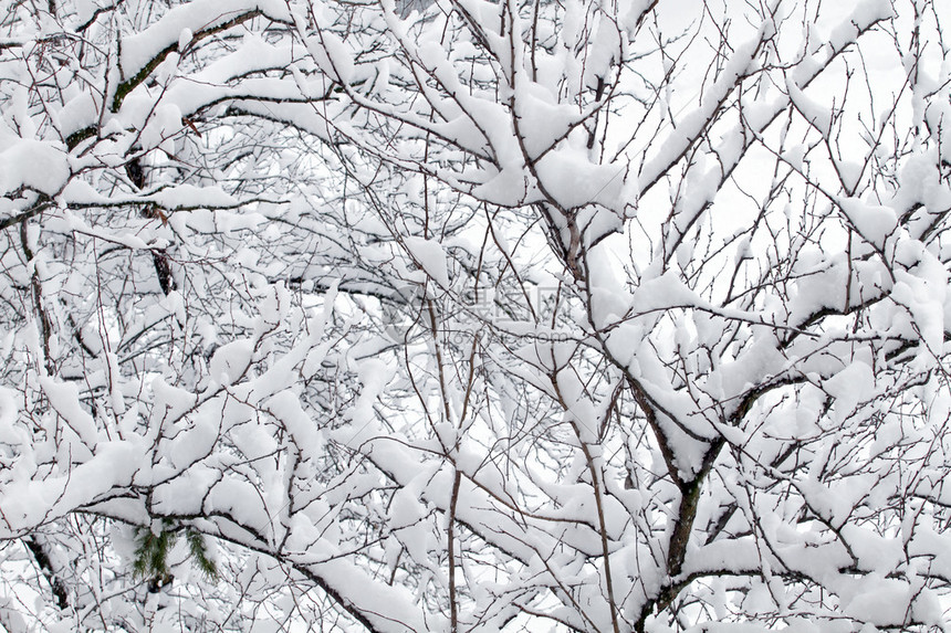 白雪皑的冬天树枝上的白雪图片