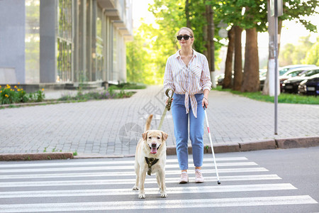 带导盲犬过马路的盲女图片