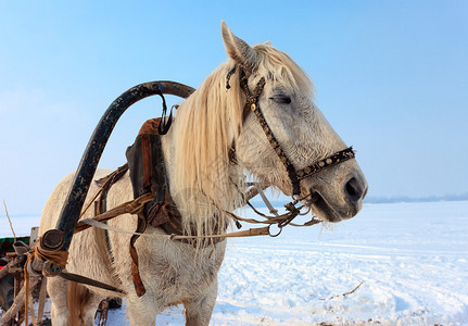 冬天带马具的白马背景图片