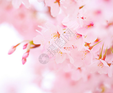 粉色樱花花簇背景图片