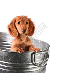 桶里的湿小狗图片