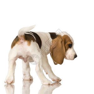 小狗撒尿Beagle小狗在白背景前的比背景