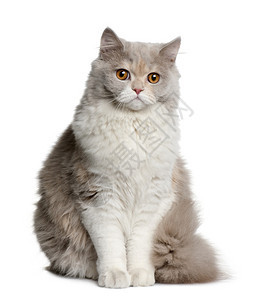 英国长头发猫8个月大坐在白背景图片