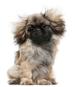 6个月大的北京狗头发被风吹过坐图片