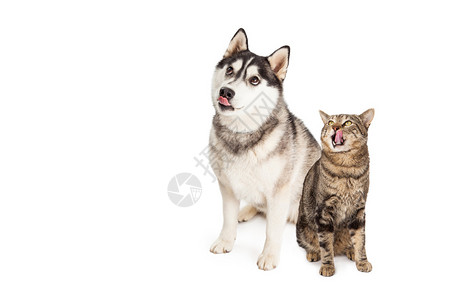 西伯利亚哈士奇狗和虎斑猫坐在一起高清图片