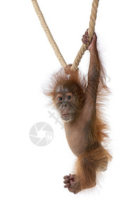挂在绳子上的小猩猩高清图片
