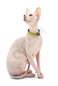 特岗教师DonSphynxDONSPHYNX猫孤背景